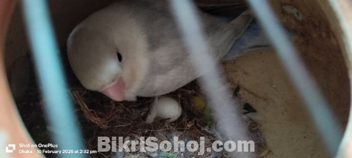 ডিম সহ ফুল সেটাপ লাভ বার্ড